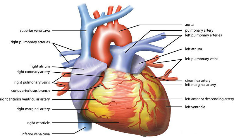 Heart Wikipedia commons